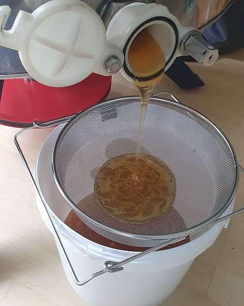 Honig läuft in einem dünnen Strahl aus der Schleuder durch ein Sieb in einen Eimer.