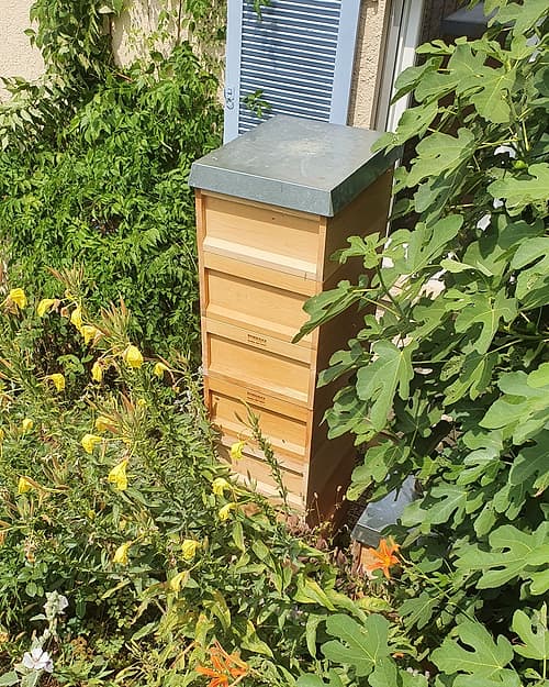 Eine hohe Bienenbeute steht dicht umwachsen von Feige, Taglilien und Nachtkerzen an der Hauswand.