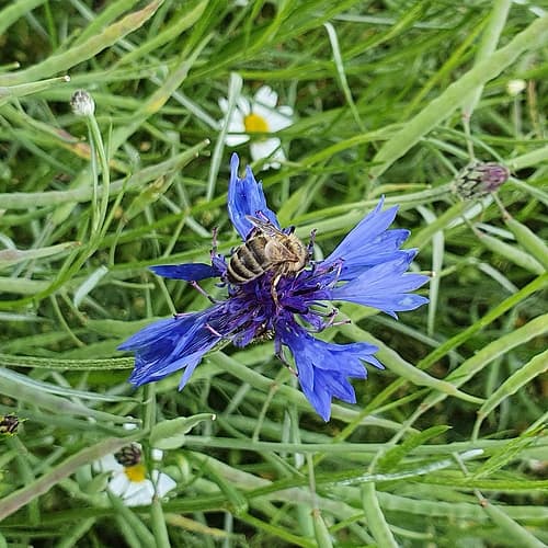 Eine Honigbiene sitzt auf einer blauen Kornblume in einer Blühwiese.