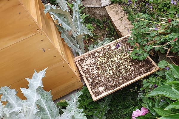 Am Bienenstand: eine Beute, davor ein abgestelltes Wabenrähmchen, ringsum Disteln und blühende Stauden.